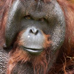 Orang-outan de Bornéo au Zoo de la Palmyre