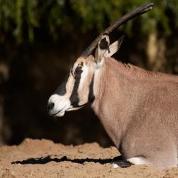 Oryx Beisa au Zoo de La Palmyre