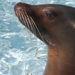 Otarie de Californie au Zoo de la Palmyre