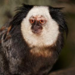 Ouistiti de Geoffroy au Zoo de la Palmyre