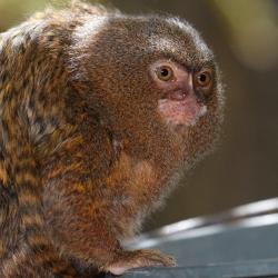 Ouistiti Pygmée au Zoo de la Palmyre