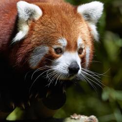 Panda Roux au Zoo de La Palmyre