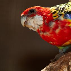 Peruche omnicolore au zoo de la palmyre