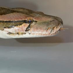 Python molure au zoo de la palmyre