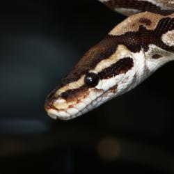 Python royal au zoo de la palmyre