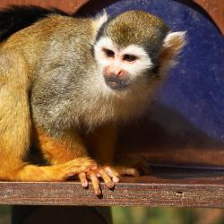 Saimiri au Zoo de la Palmyre