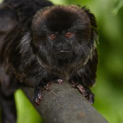 Singe de Goeldi au Zoo de la Palmyre