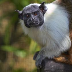 Tamarin bicolore au Zoo de la Palmyre