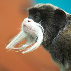 Tamarin Empereur Barbu au zoo de la palmyre