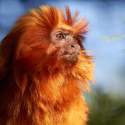 Tamarin lion Doré au Zoo de la Palmyre