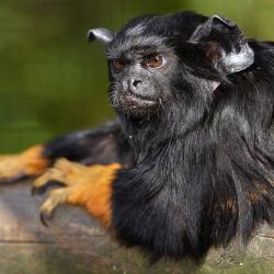 Tamarin à mains rousse au zoo de la palmyre