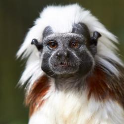 Tamarin Pinché au Zoo de la Palmyre