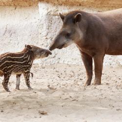 Tapir au Zoo de la Palmyre