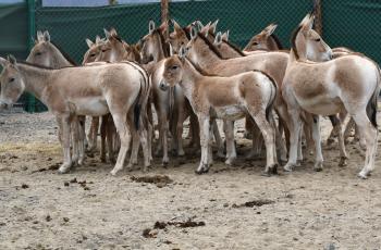 A group of kulan