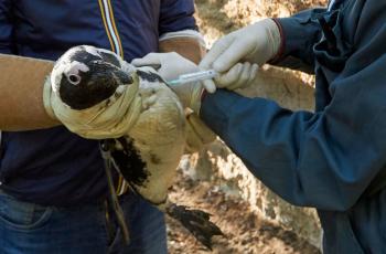 Vaccination d'un manchot du Zoo de La Palmyre contre le virus de la grippe aviaire
