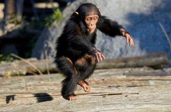 Jeunes chimpanzés du Zoo de La Palmyre en train de jouer.