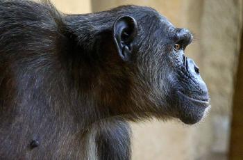 Femelle chimpanzé au Zoo de La Palmyre