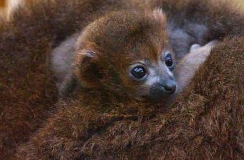 Lémur à ventre roux né au Zoo de La Palmyre