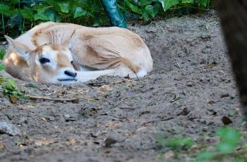 Oryx algazelle au Zoo de La Palmyre