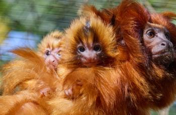 Tamarins lions dorés au Zoo de La Palmyre