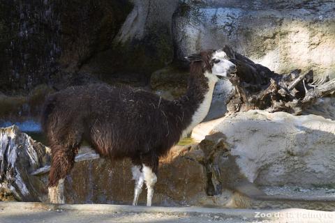 Alpaga au Zoo de la Palmyre