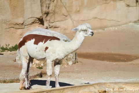 Alpaga au Zoo de la Palmyre