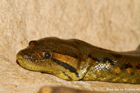 Anaconda vert au Zoo de La Palmyre