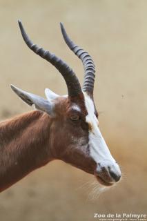 Blesbok au Zoo de La Palmyre