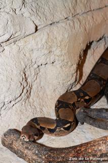 Boa constrictor au zoo de la Palmyre