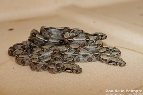 Boa constrictor au zoo de la Palmyre