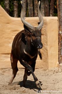Bongo au Zoo de La Palmyre