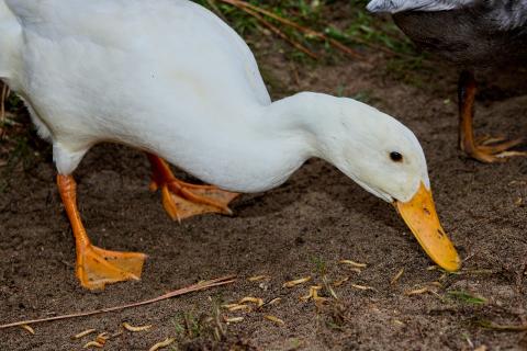 Indian Runner Duck at the Zoo de La Palmyre