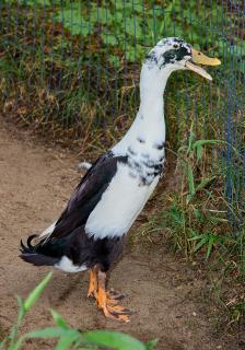 Indian Runner Duck at the Zoo de La Palmyre