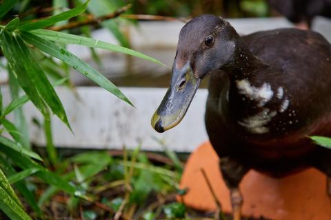 Indian Runner Duck at the Zoo de La Palmyre