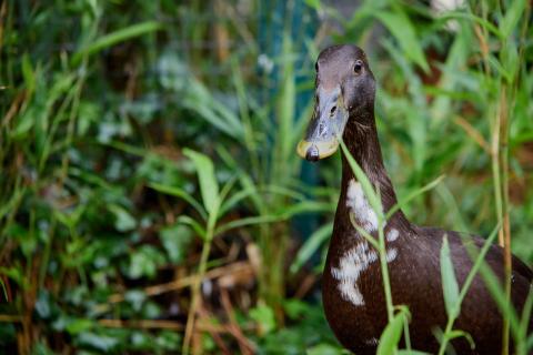 Indian Runner Duck at the Zoo de La Palmyre