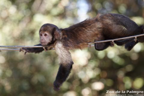 Capuçin à poitrine jaune au Zoo de la Palmyre