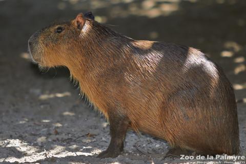 Capybara au Zoo de la Palmyre