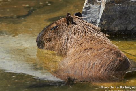 Capybara au Zoo de la Palmyre