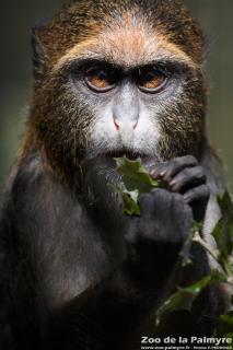 Cercopithèque de Brazza au Zoo de la Palmyre
