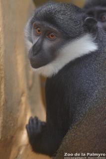 Cercopithèque de l'Hoest au Zoo de la Palmyre