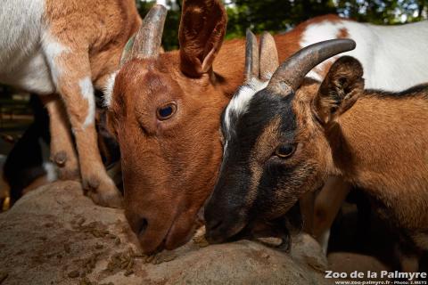 Chêvre naine au Zoo de la Palmyre