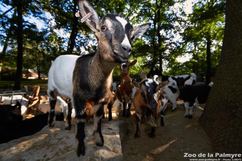 Chêvre naine au Zoo de la Palmyre