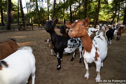 Chêvre naine au Zoo de la Palmyre