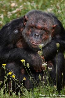 Chimpanzé au Zoo de la Palmyre