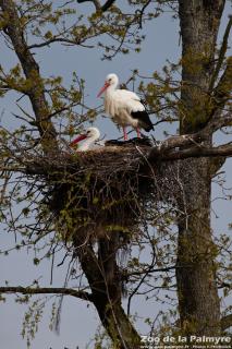 Cigogne blanche au Zoo de la Palmyre