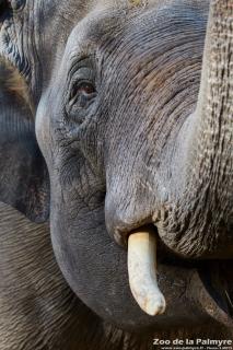 Eléphant d'Asie au Zoo de la Palmyre