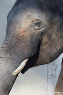 Eléphant d'Asie au Zoo de la Palmyre