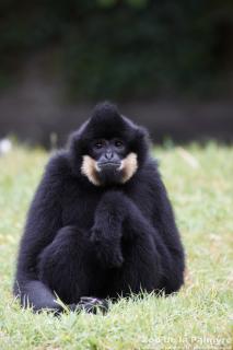 Gibbon à favoris Roux au zoo de la Palmyre