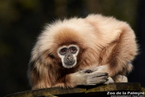 Gibbon à main blanche au zoo de la Palmyre