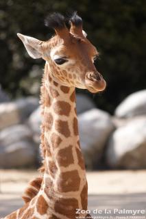 Girafe au Zoo de la Palmyre